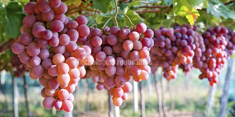 agricultura inteligente